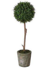 Green Boxwood tree in clay pot