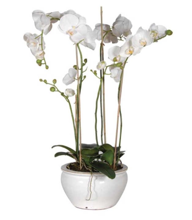 White Orchid Phalaenopsis Plant in White and Cream Glazed Bowl