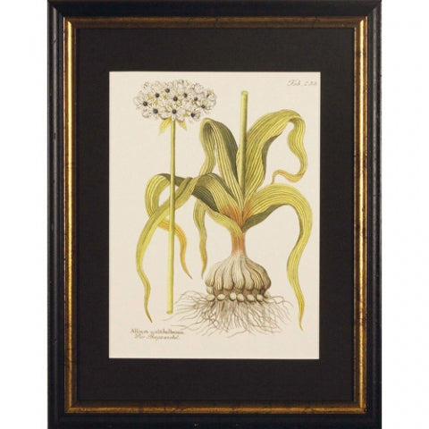 Flowers II Black Framed Print