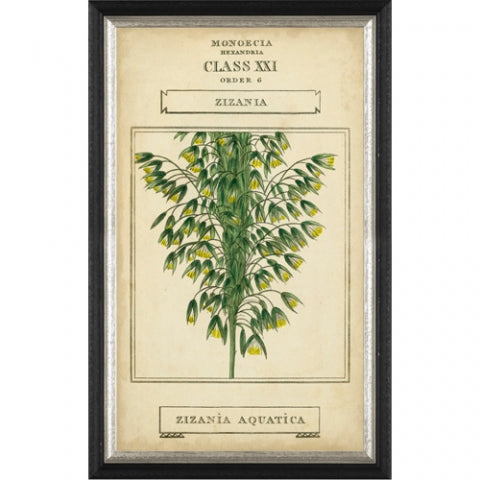 Botanical Print, Black Frame I