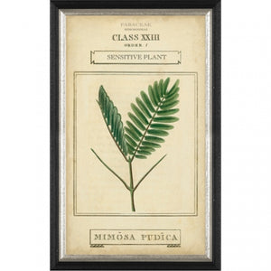 Botanical Print, Black Frame III