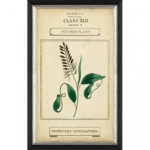 Botanical Print, Black Frame II