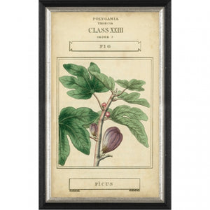 Botanical Print, Black Frame IV