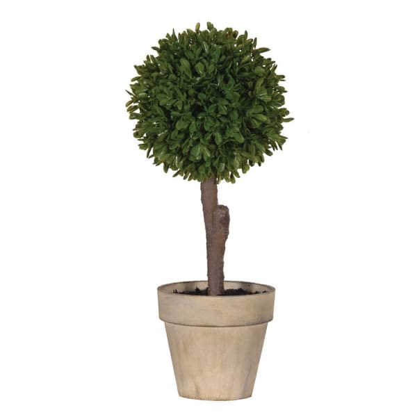 Buxus Tree in Pot