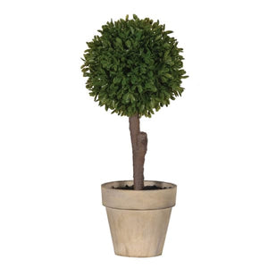 Buxus Tree in Pot