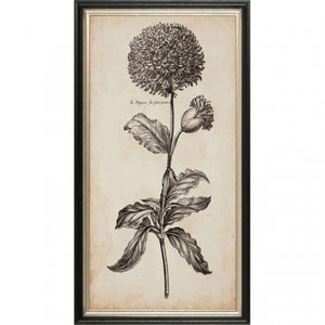 Classic Botanical II Framed Print