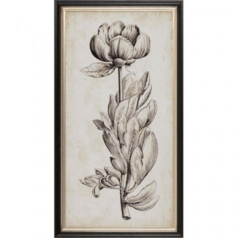 Classic Botanical IV Framed Print