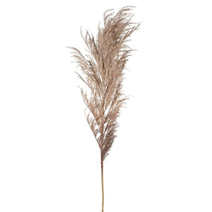 Dried Reed Spray