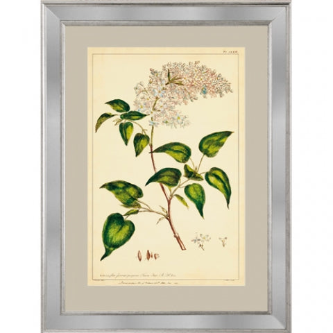 Flowers II Framed Print