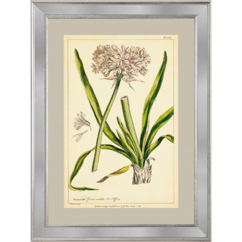 Flowers III Framed Print