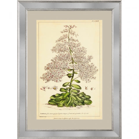 Flowers IV Framed Print