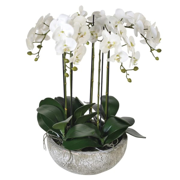 Large White Orchid Phalaenopsis Plant in Stone-look Bowl