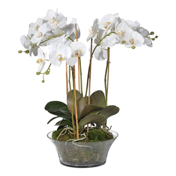 White Orchid in Glass Bowl