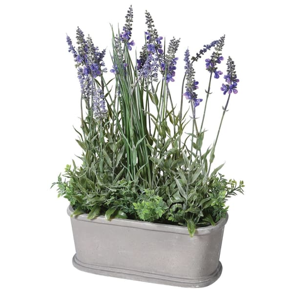 Lavender Plant in Pot