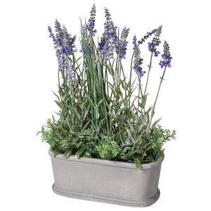 Lavender Plant in Pot