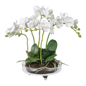 Orchid in Glass Bowl with feet