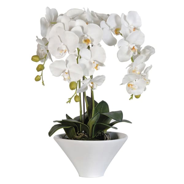 Orchid in White Ceramic Pot