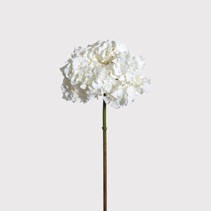 White Hydrangea