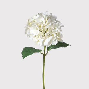 White "Real Feel" Hydrangea